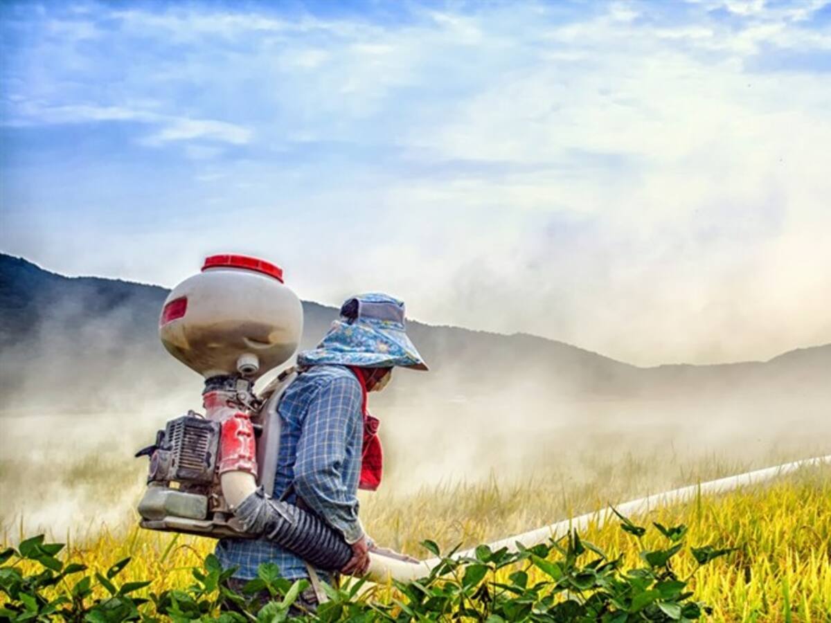 “Agricultura industrial está acelerando la desaparición de insectos”: Amigos de la Tierra