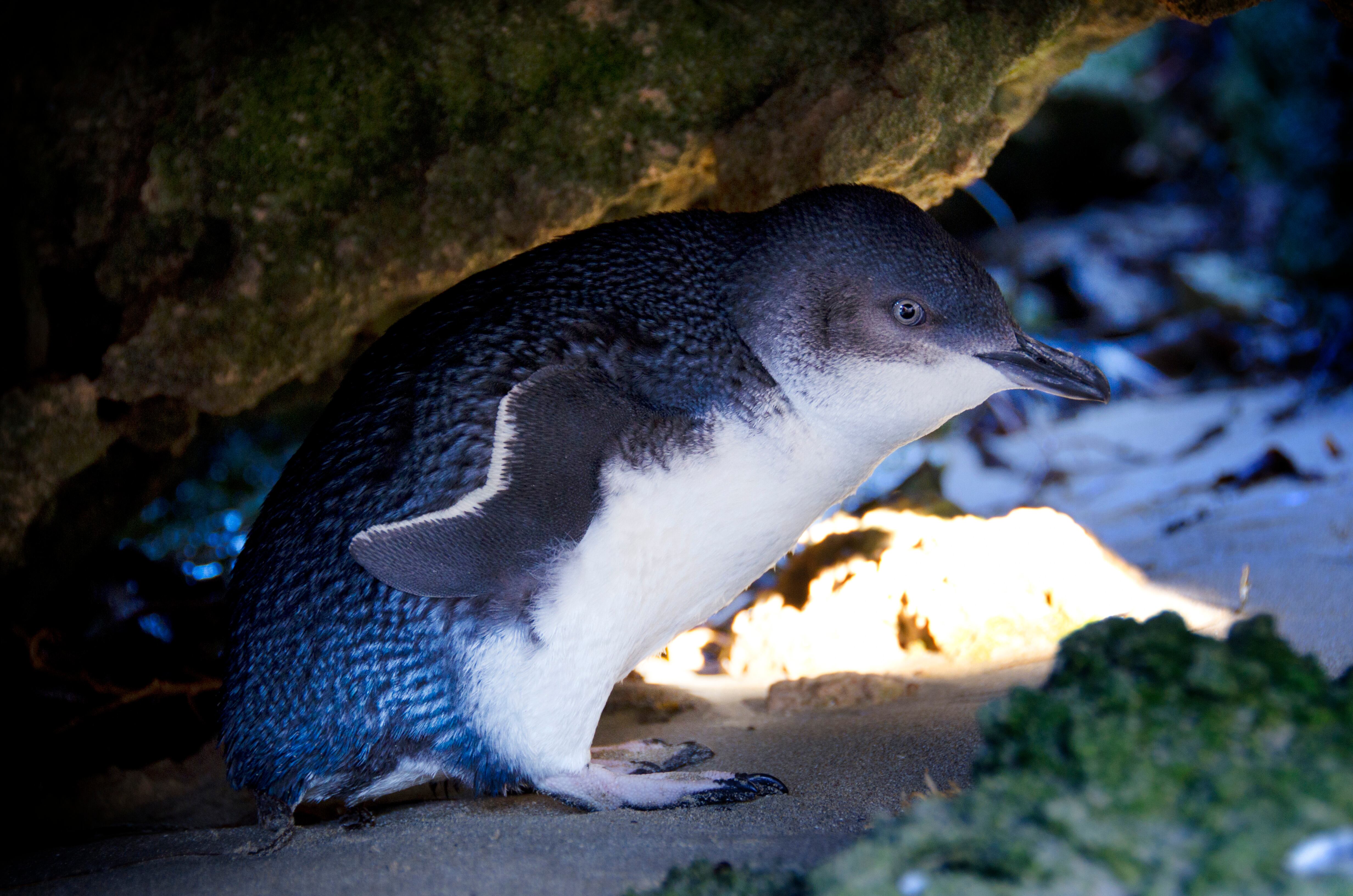 pingüinos azules, Getty Images
