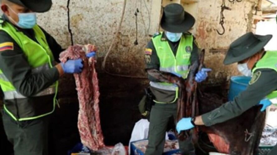 Vuelve y juega la comercialización de carne de burro y caballo en Bucaramanga. Foto: Policía Nacional