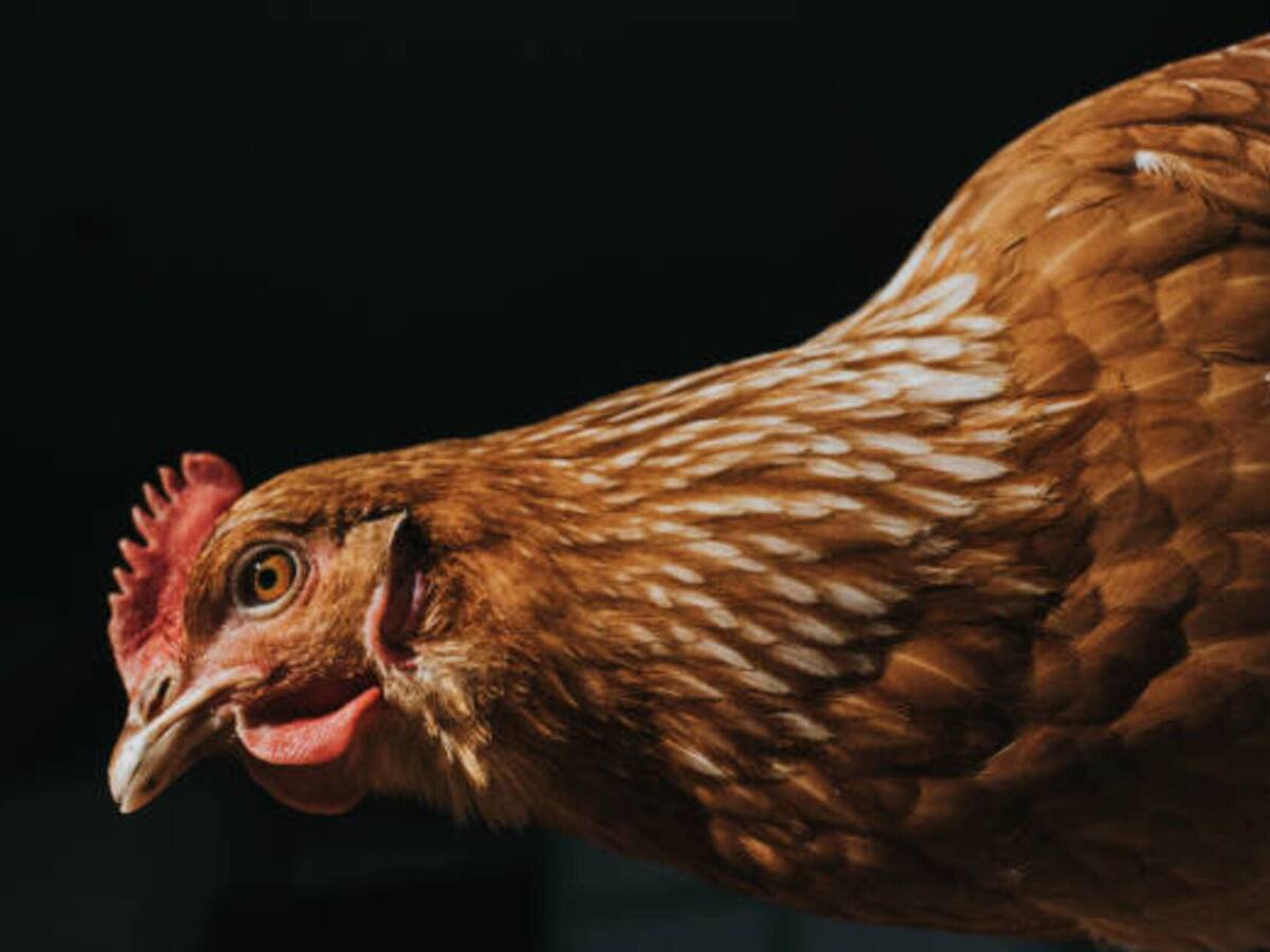 En un barrio de Santa Marta denuncian que un hombre estaría abusando de gallinas