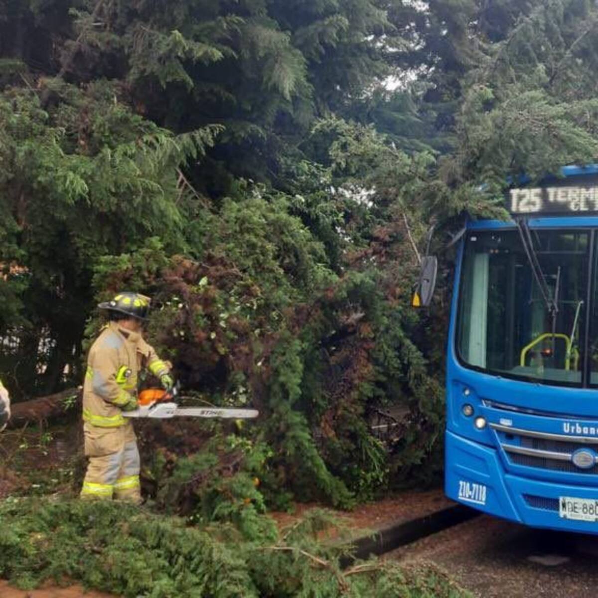 Más de 30 árboles caídos y otras emergencias en Bogotá por cuenta de las lluvias