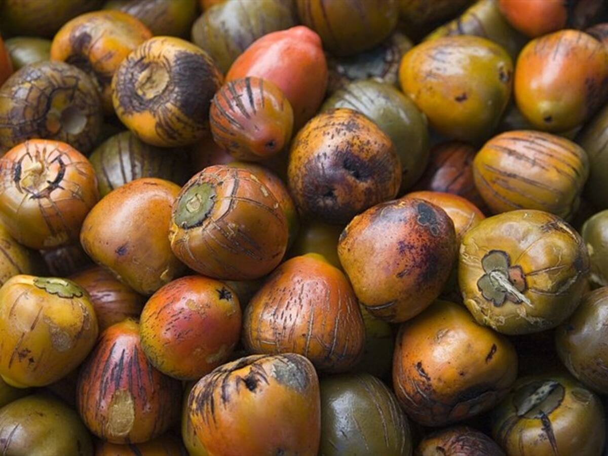 En Cauca se procesarán 50 toneladas de chontaduro para las familias vulnerables