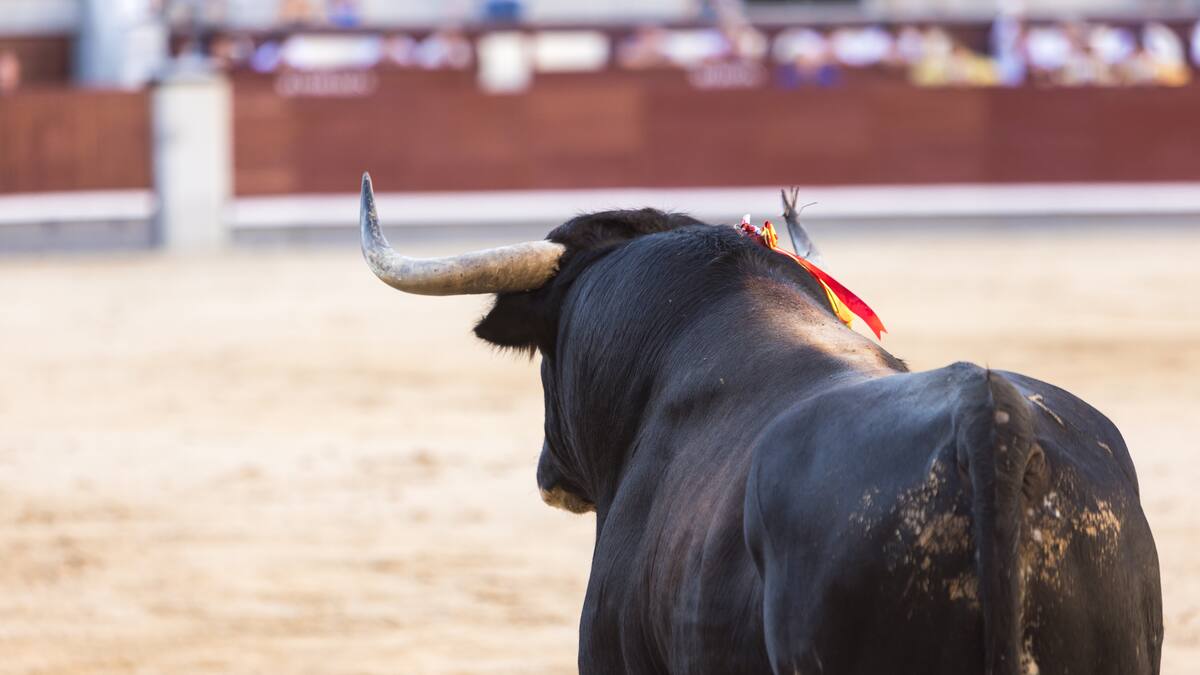 “La tortura no se regula, se prohíbe”: Juan Carlos Losada por corridas de toros en Colombi