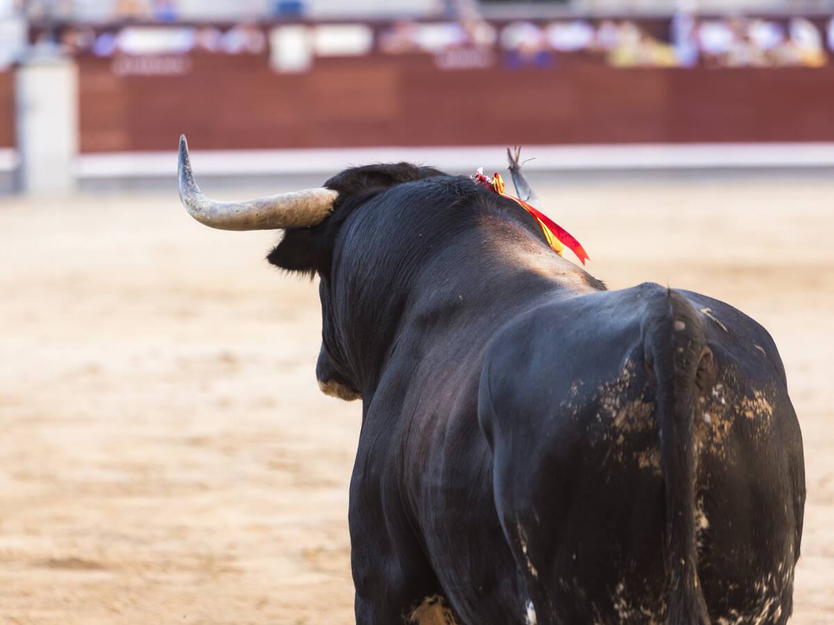 La tortura no se regula, se prohíbe: Juan Carlos Losada por corridas de toros en Colombia