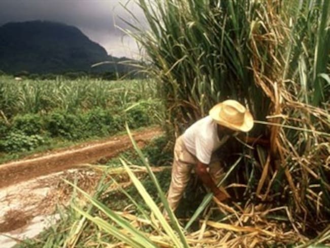 Venezuela paga deuda a cañicultores de Norte de Santander