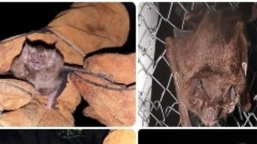 Reportan caso de rabia en humano en el Huila. Foto: Tomada de Twitter del ICA @ICACOLOMBIA