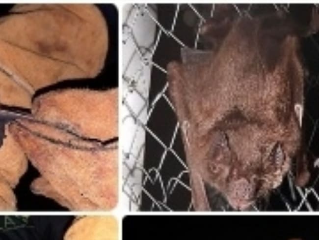 Reportan caso de rabia en humano en el Huila. Foto: Tomada de Twitter del ICA @ICACOLOMBIA