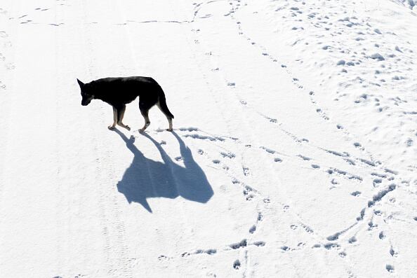 Perro se retuerce y convulsiona al oír pólvora en Bucaramanga. Foto: Getty