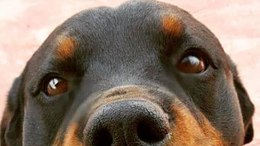 La familia de Yak (perro) dice que instaurara denuncia penal. El exmagistrado dice que está listo para comparecer y ratificar sus argumentos con ”pruebas irrefutables”.. Foto: Suministrada por la familia.