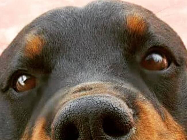 La familia de Yak (perro) dice que instaurara denuncia penal. El exmagistrado dice que está listo para comparecer y ratificar sus argumentos con ”pruebas irrefutables”.. Foto: Suministrada por la familia.