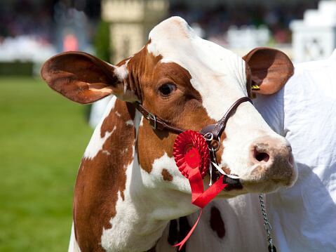 Imagen de referencia de feria bovina. Foto: Getty