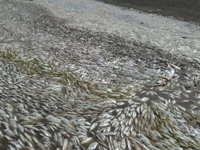 A causa de la sequía, los peces de La Ciénaga se están muriendo. Foto: Cortesía/ Dolly Solorzano.