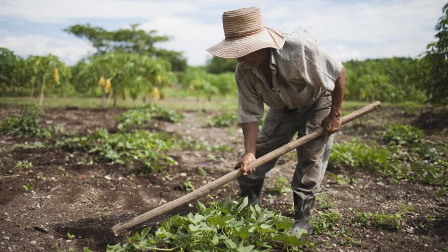 Minagricultura alerta a campesinos por estafadores en el sector . Foto: Colprensa