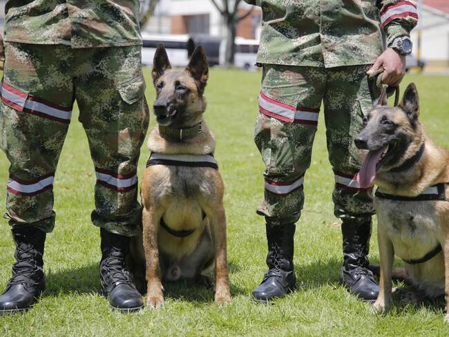 Equipo de rescate de víctimas. Foto: Ejército nacional