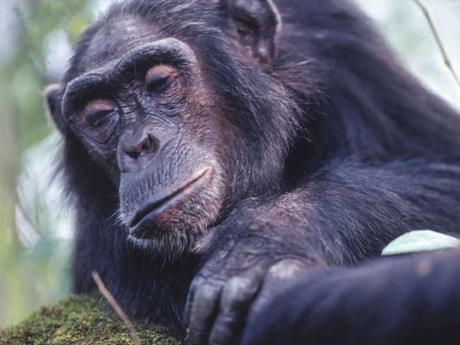 Crean un atlas para conocer dónde se encuentran los primates en Colombia