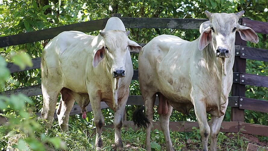 Comité Olímpico Colombiano (COC) y el Ministerio del Deporte solicitan certificar que la carne est{e libre de Boldenona. Foto: Colprensa