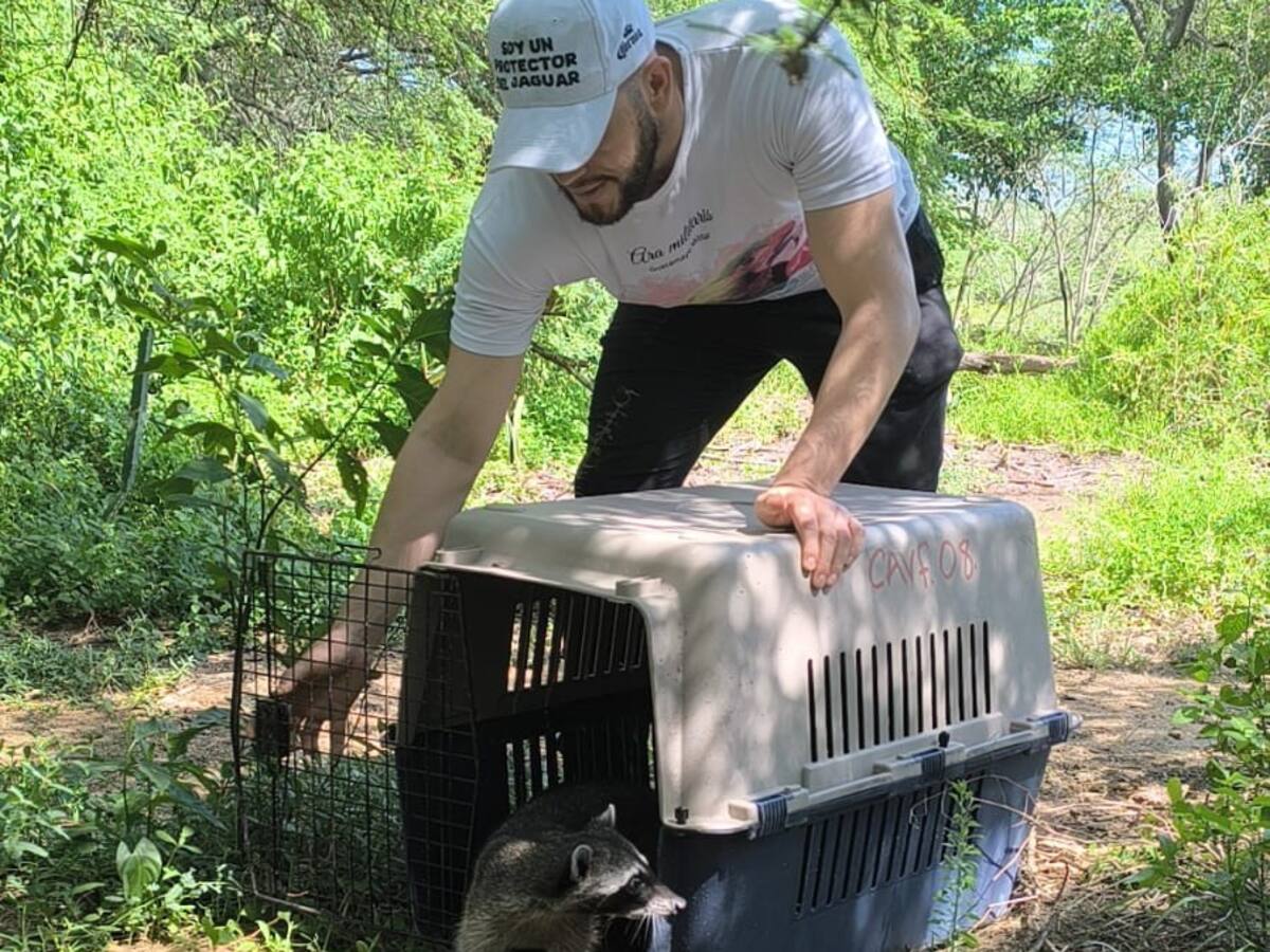 Liberados 23 animales silvestres en el Magdalena luego de ser atendidos y rehabilitados