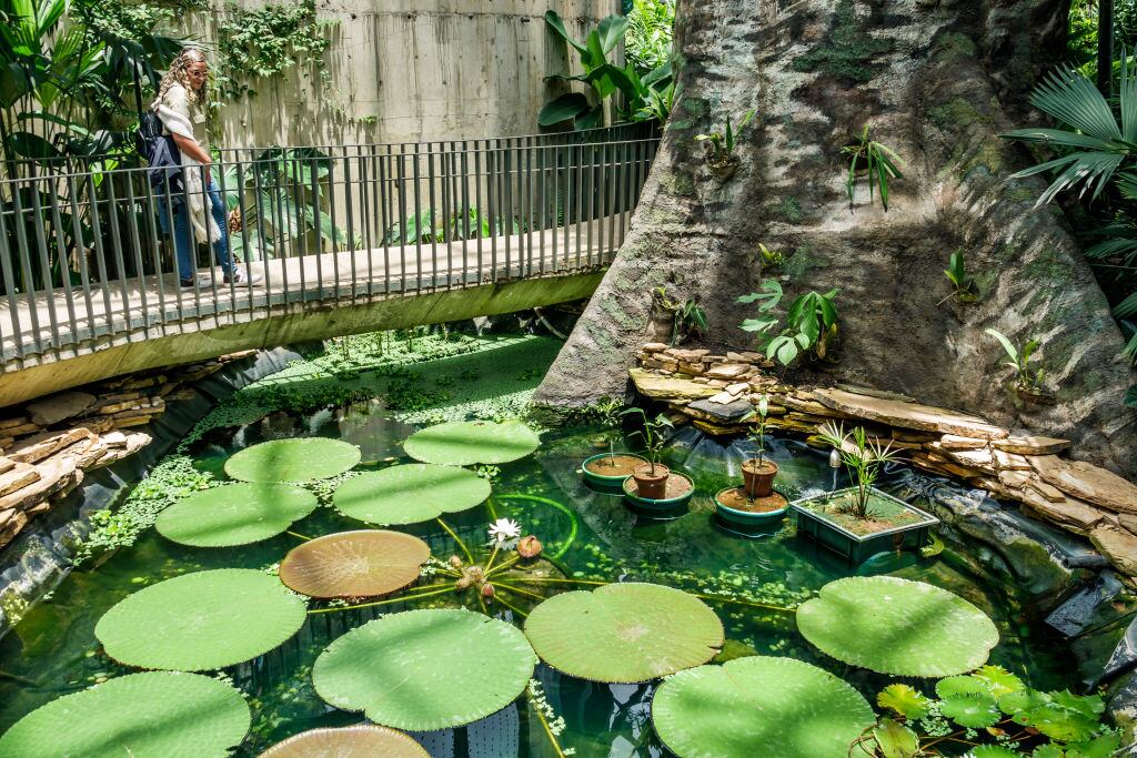 Jardin Botanico de Bogota, Jose Celestino Mutis. Foto: Jeffrey Greenberg/Universal Images Group via Getty Images.