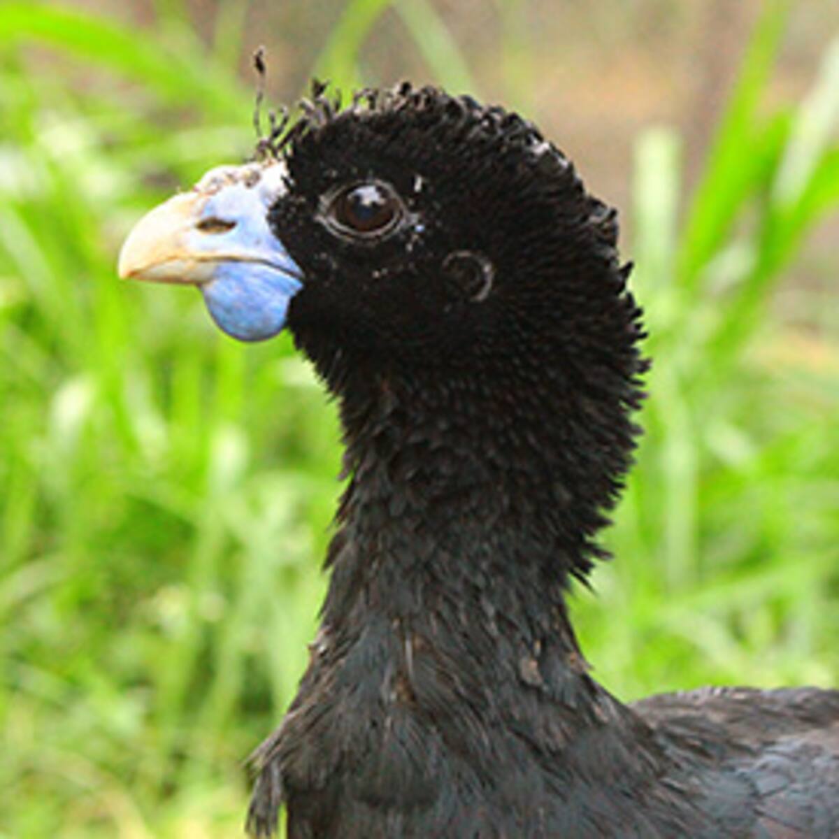 ¿Dónde viven? 10 curiosos animales que solo se encuentran en Colombia