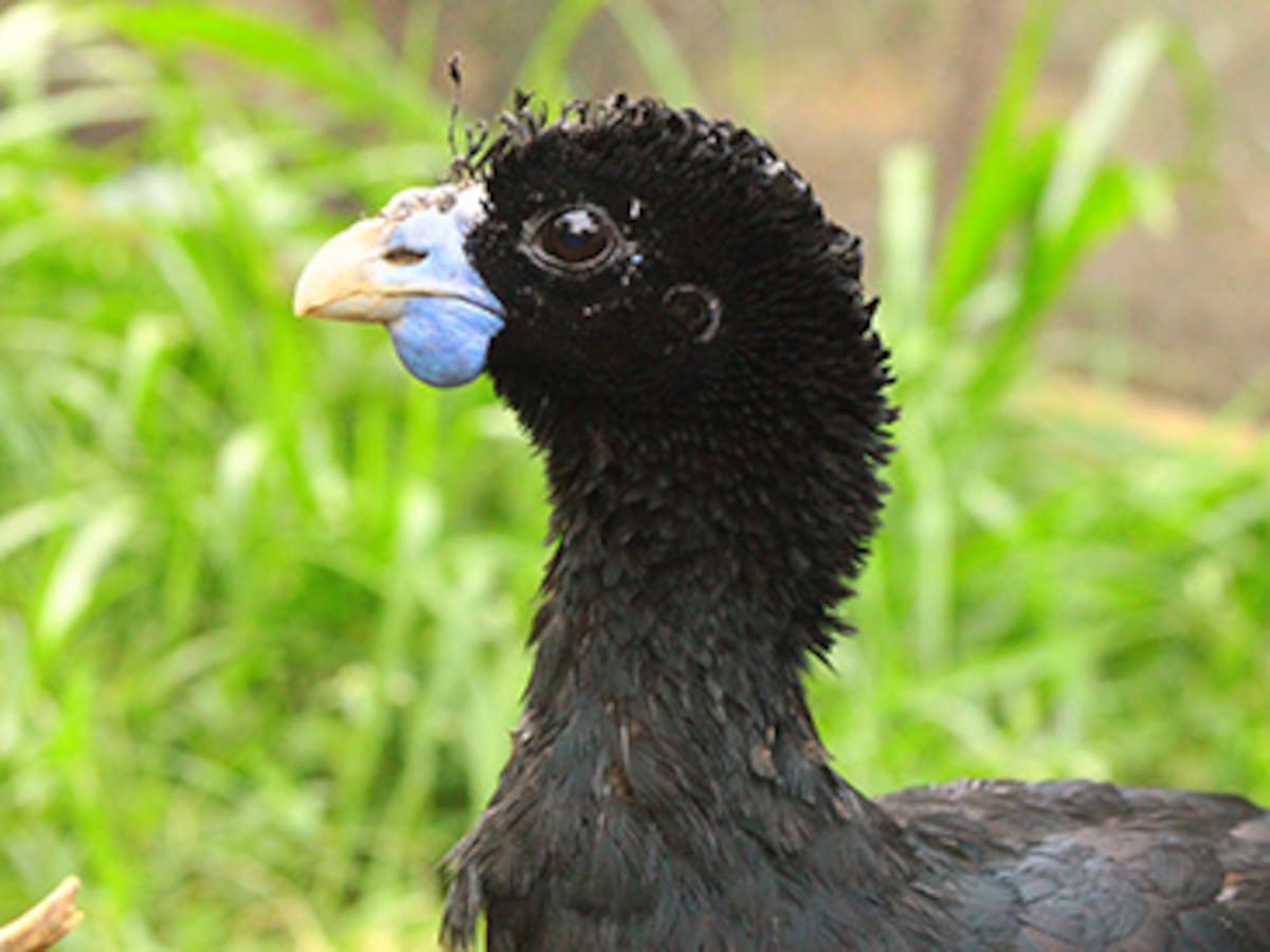 ¿Dónde viven? 10 curiosos animales que solo se encuentran en Colombia