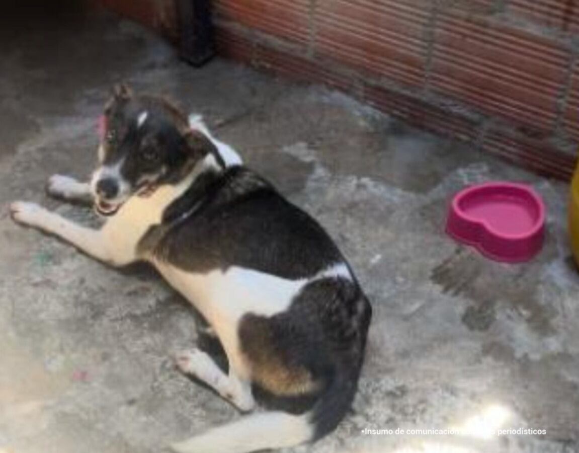 Perra de raza criolla llamada 'Juana de Arco'. Foto: Suministrada