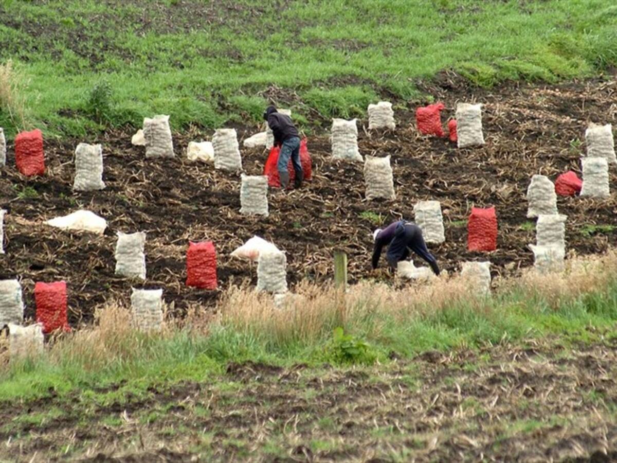 En Nariño se regala la papa