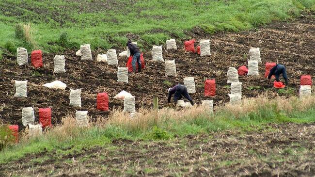 Cultivos de Papa. Foto: Colprensa