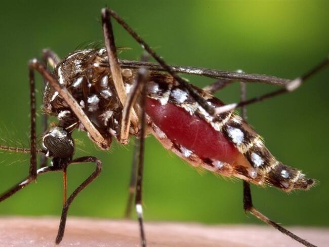 Esta foto de archivo provista por los Centros para el Control y Prevención de Enfermedades muestra al mosquito hembra Aedes aegypti chupándole la sangre a una persona.. Foto: Associated Press - AP