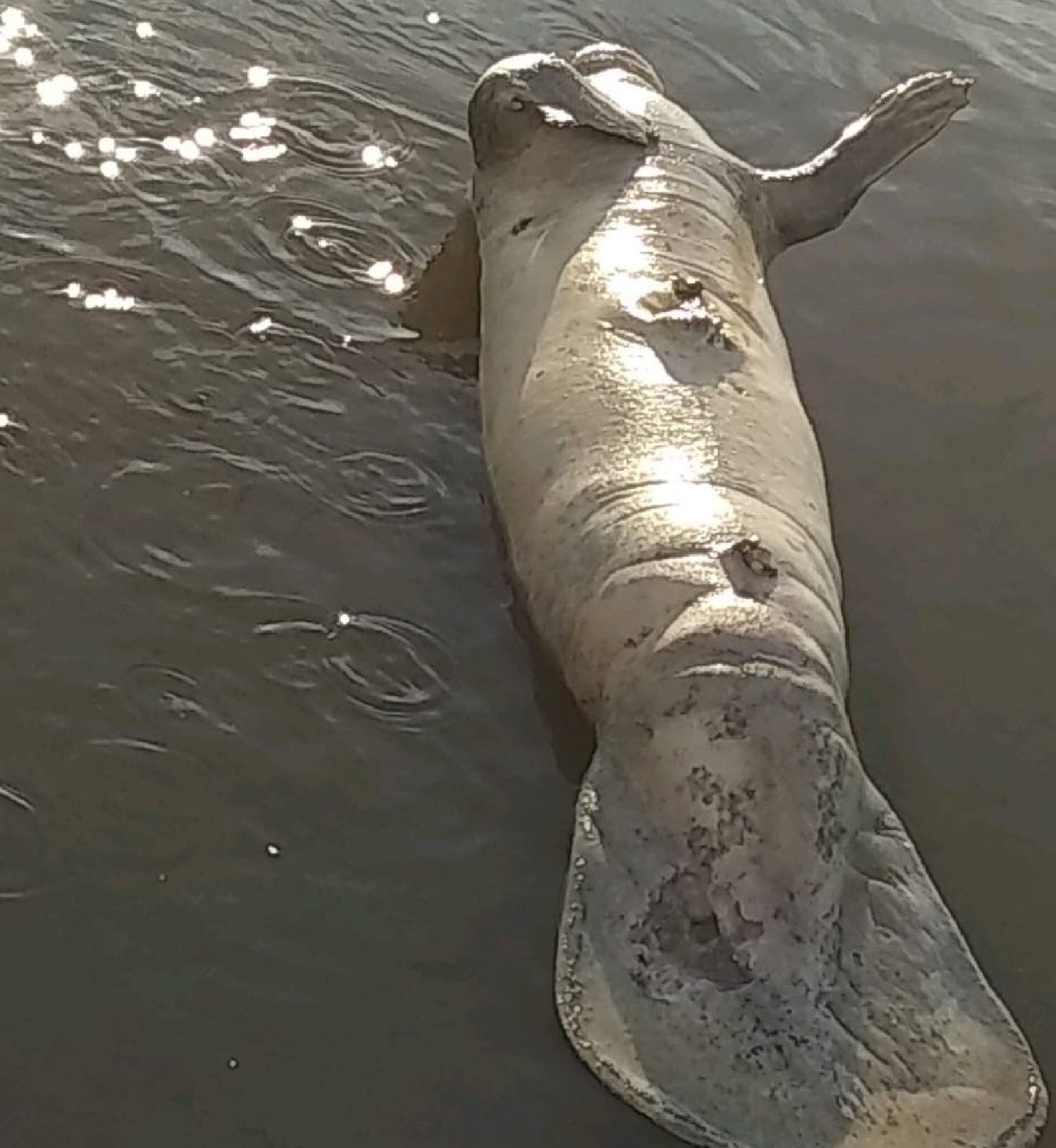 Manatí fue hallado muerto. Foto: Tomadas del Twitter @elkinbl75