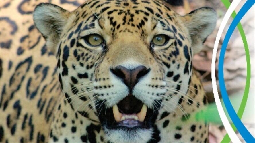 Cabildo Verde se quedó sin recursos y medicamentos para apoyar el rescate de la fauna silvestre.. Foto: Suministrada