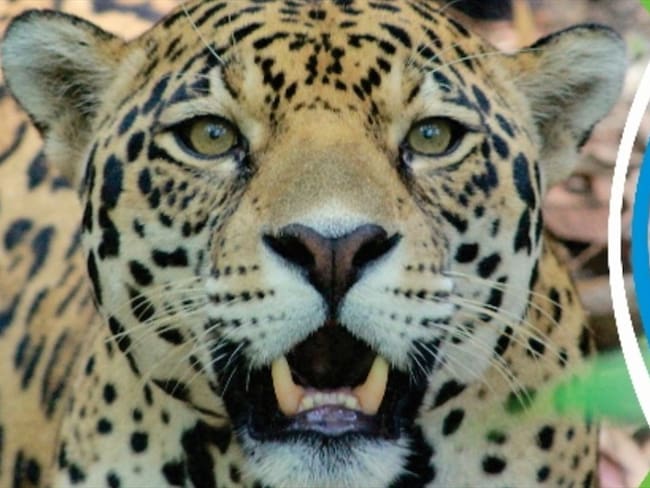 Cabildo Verde se quedó sin recursos y medicamentos para apoyar el rescate de la fauna silvestre.. Foto: Suministrada