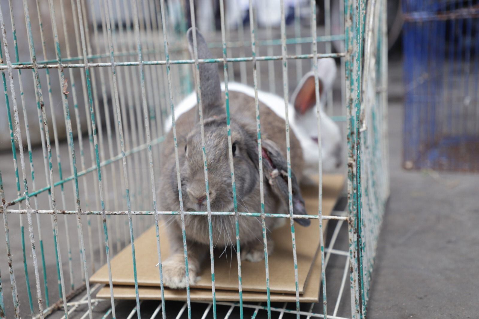 Animales rescatados en Bogotá. Foto: Cortesia.