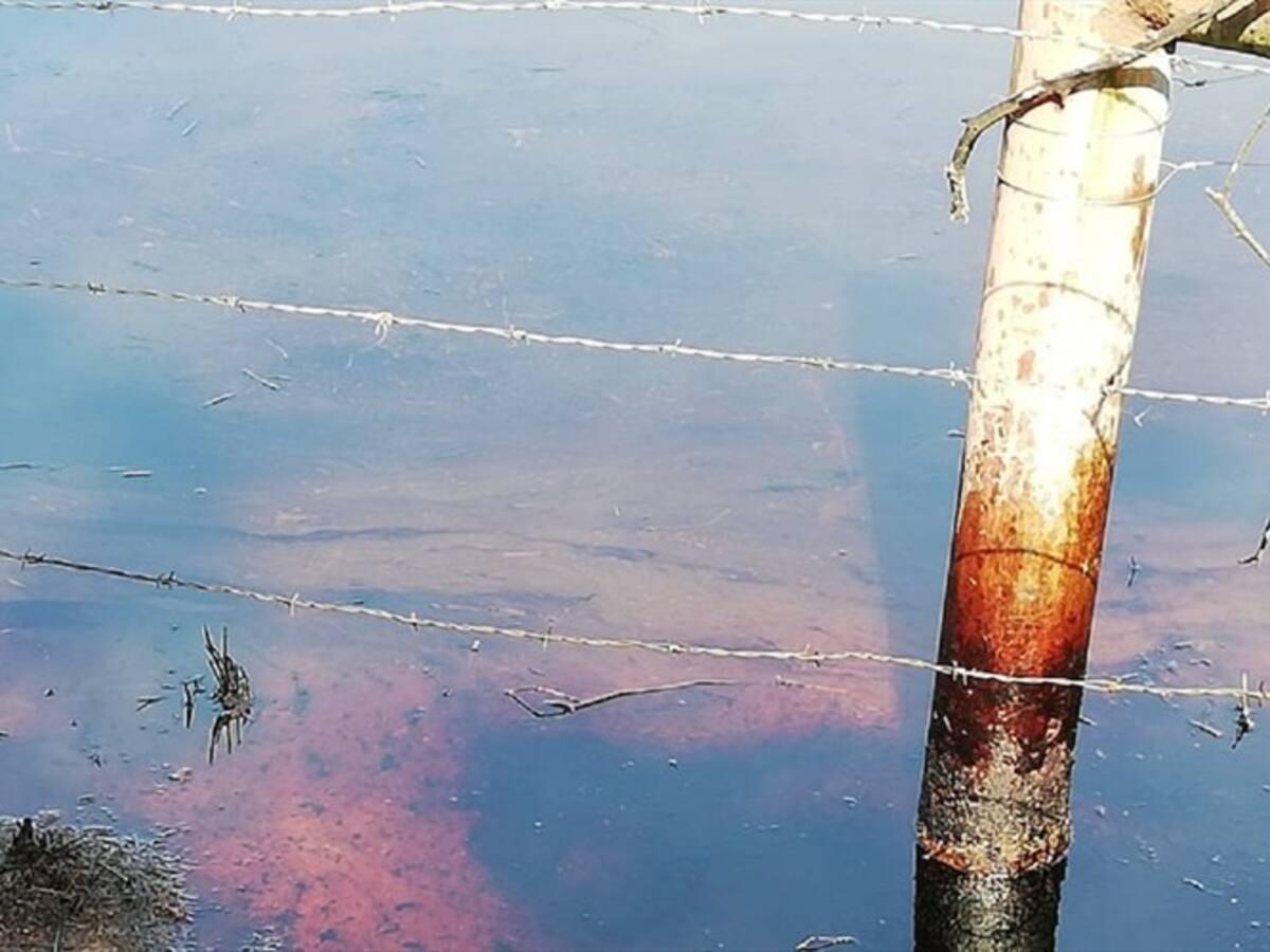 Denuncian afectación a ganado por derrame de crudo en Barrancabermeja