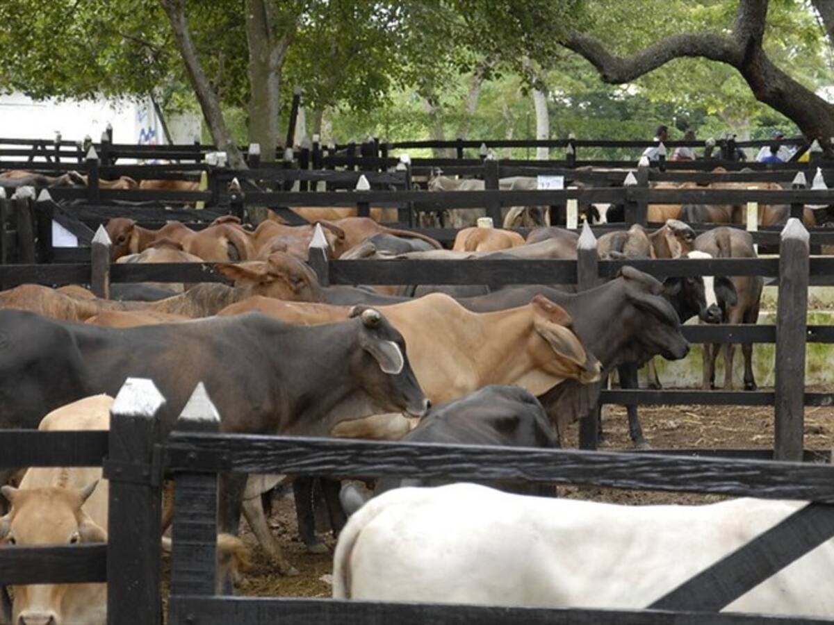 ICA analiza muestras de ganado en varios municipios de Norte de Santander