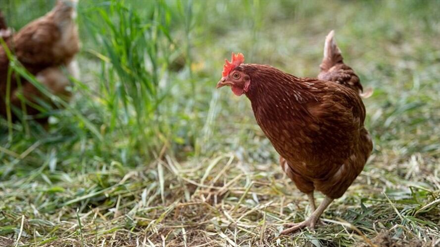 “El campesinado es consciente que es ilegal tomarse esas tierras porque son ajenas”, dice Bellanira Trujillo edil del corregimiento Puerto Pinzón en Puerto Boyacá.. Foto: Getty Images