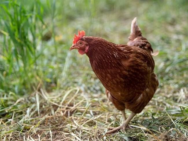 “El campesinado es consciente que es ilegal tomarse esas tierras porque son ajenas”, dice Bellanira Trujillo edil del corregimiento Puerto Pinzón en Puerto Boyacá.. Foto: Getty Images