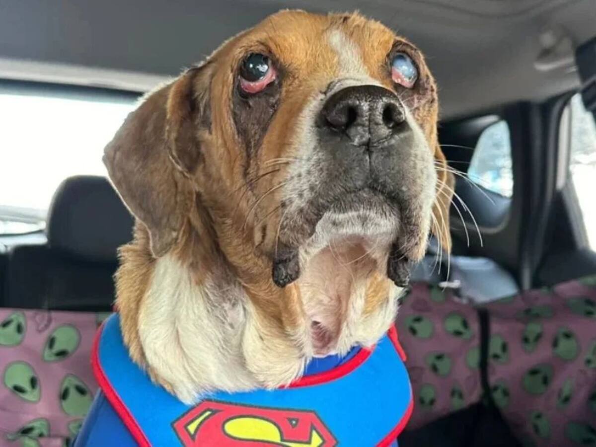 Aprueban la Ley Ángel, la cual busca endurecer penas y sanciones contra maltratadores de animales