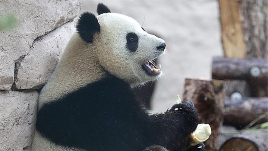 Zoológico de Moscú celebra el cumpleaños de dos pandas gigantes . Foto: Getty Images