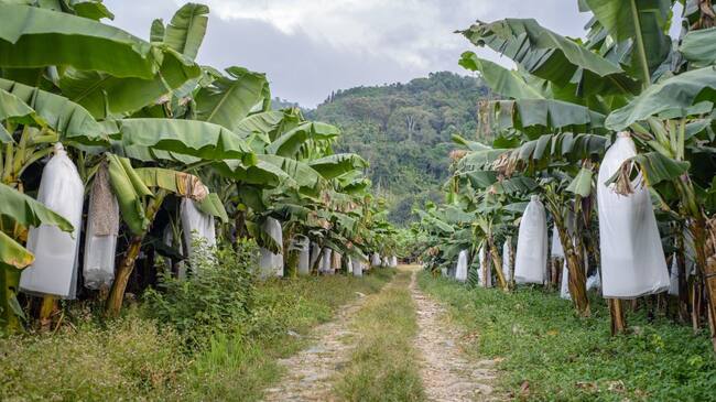 plantaciones de banano.