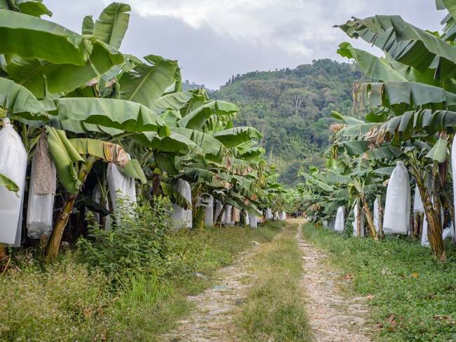 plantaciones de banano.