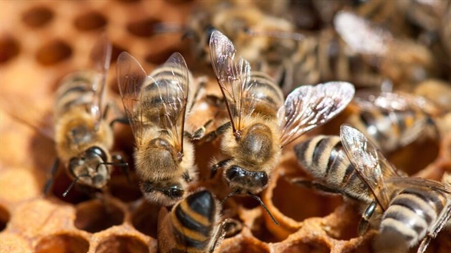 Según Bomberos, retirar las abejas no ha sido fácil por su alto grado de agresividad.. Foto: Getty Images