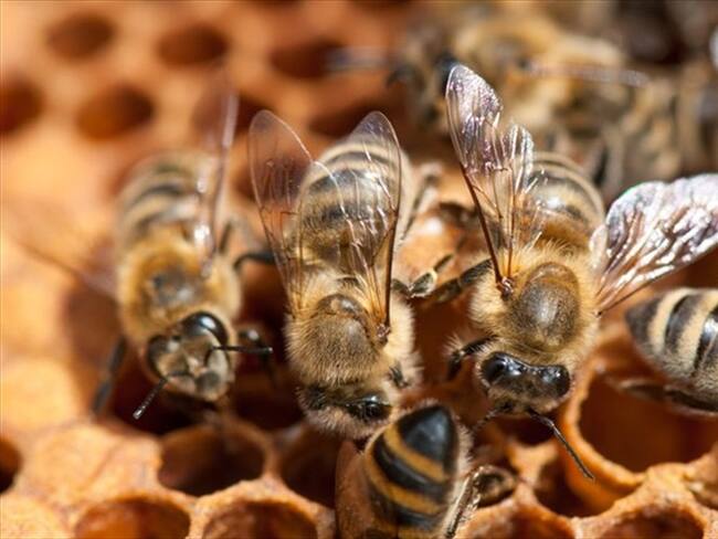 Según Bomberos, retirar las abejas no ha sido fácil por su alto grado de agresividad.. Foto: Getty Images