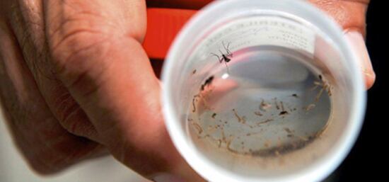 Foto: Dengue / Colprensa