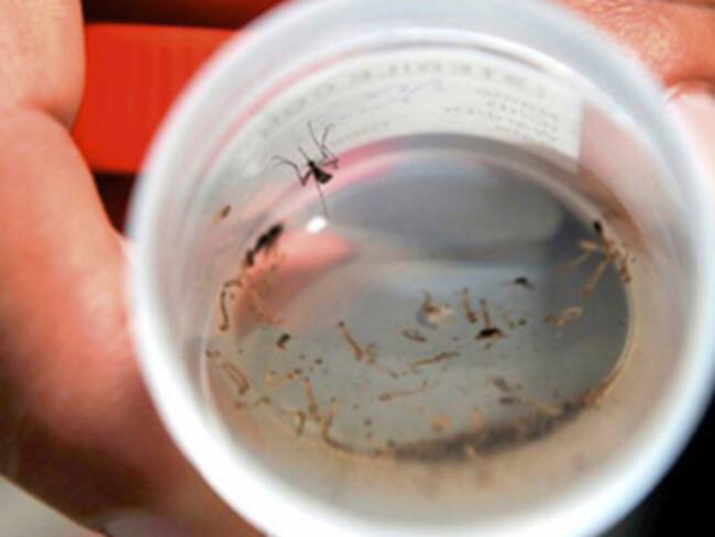 Foto: Dengue / Colprensa