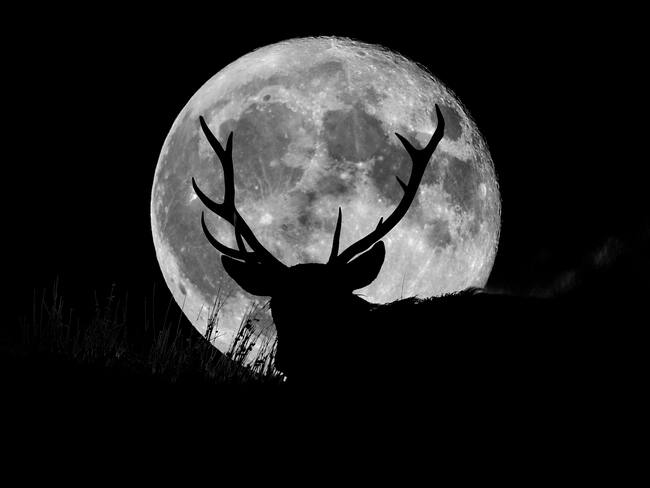 Imagen de referencia Luna de Ciervo. Foto: GettyImages.