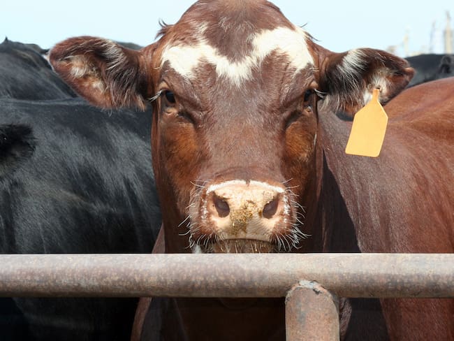 Imagen de referencia de vaca. Foto: Getty Images