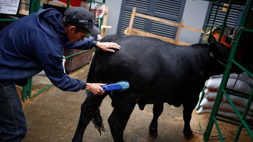 Minagricultura y ganaderos empezaron reuniones para ordenar producción del sector. Foto: Colprensa
