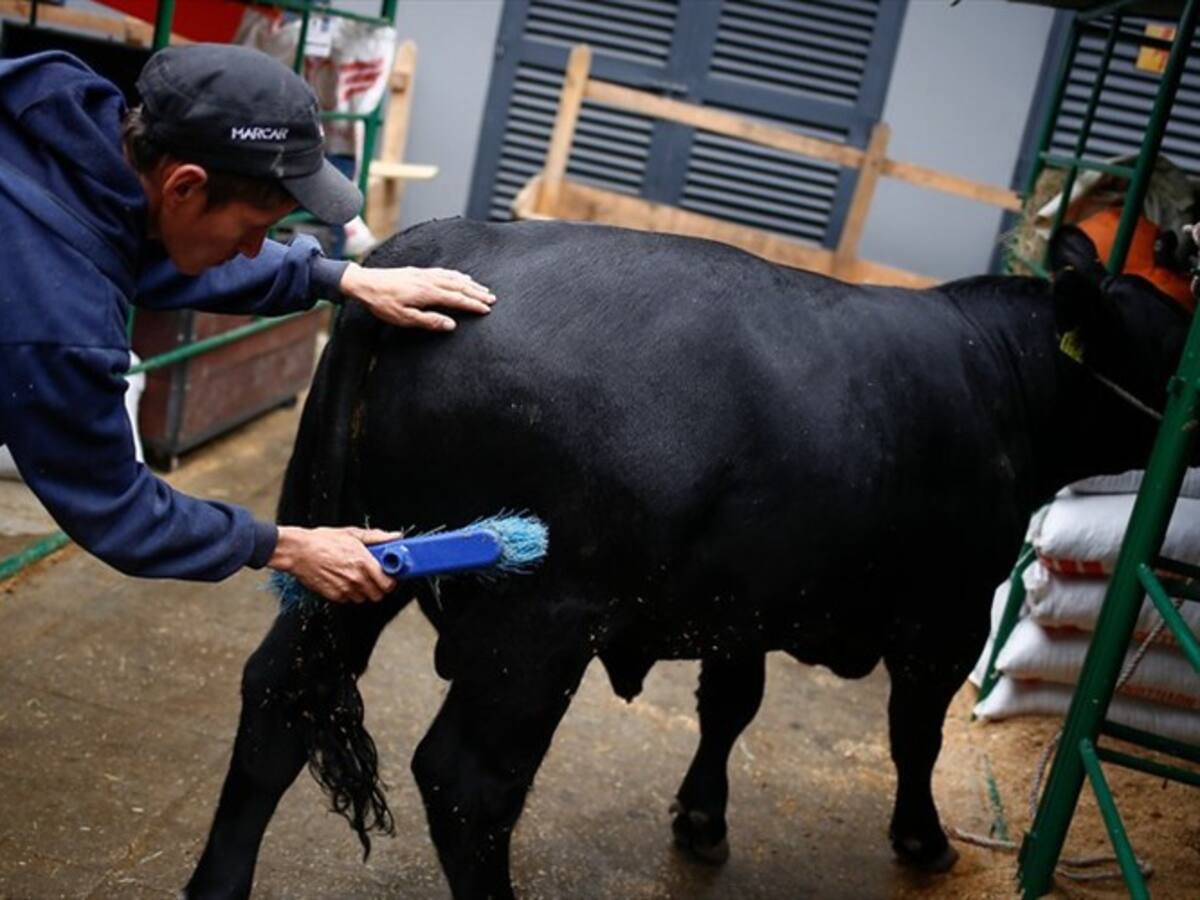Minagricultura y ganaderos empezaron reuniones para ordenar producción del sector