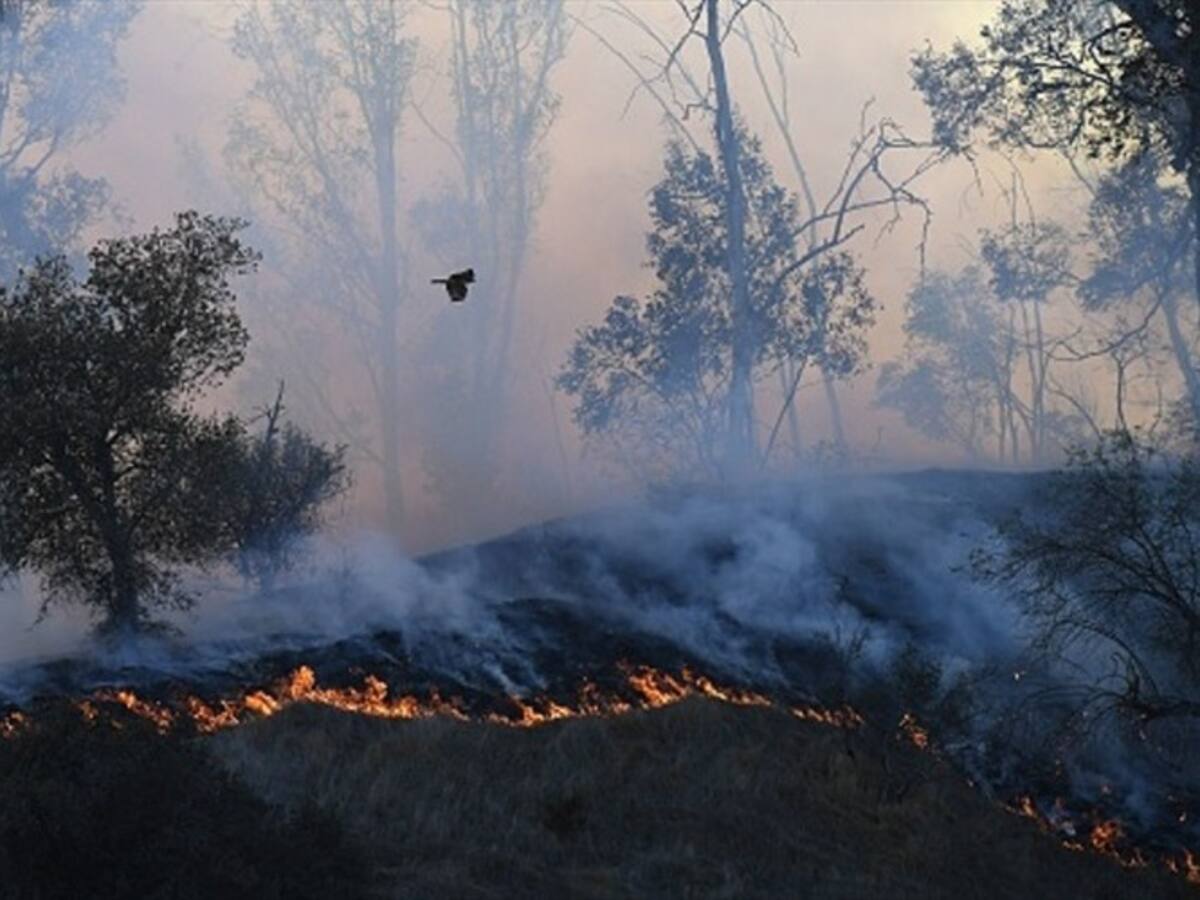 Ocho municipios están en alerta por posibles incendios forestales en Córdoba