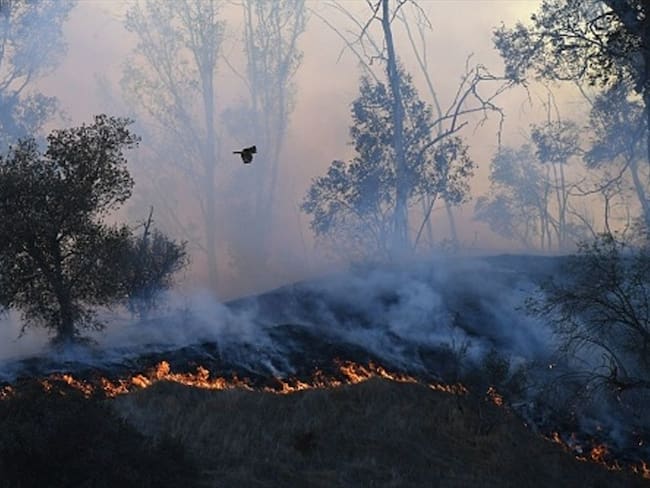 Declaran alerta roja en más del 50% de Córdoba por incendios forestales. Foto: Colprensa